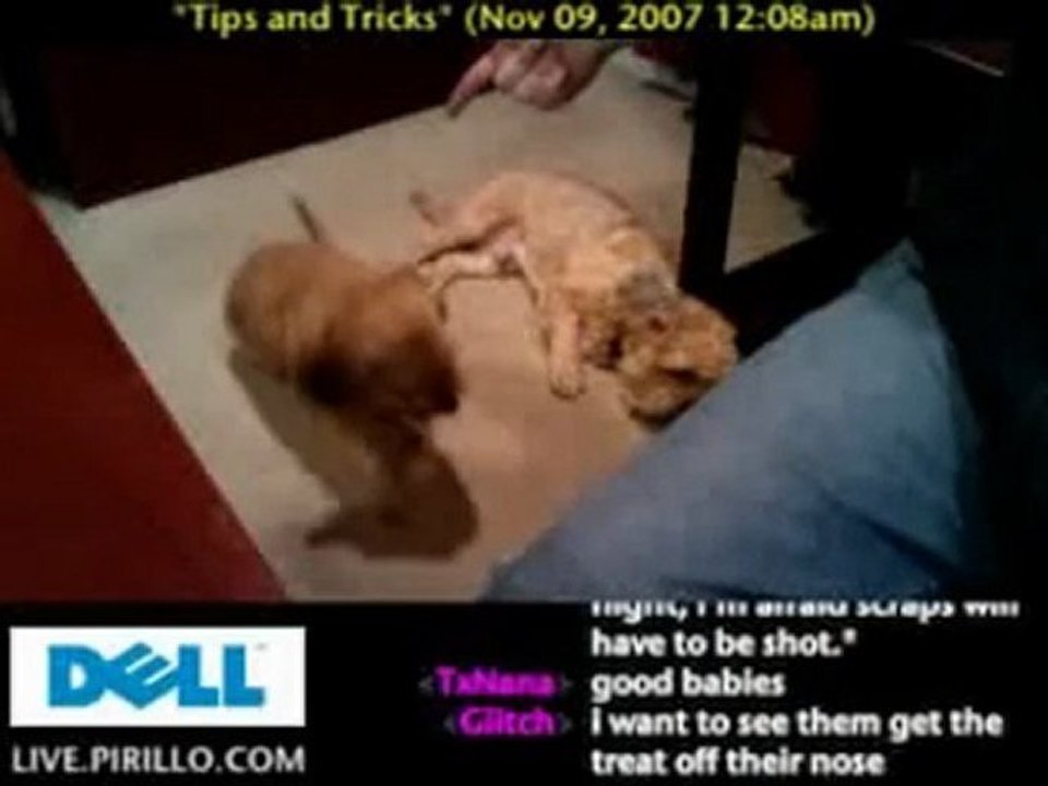 Playing Dead