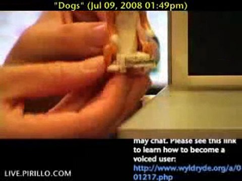 Will You Adopt a USB Humping Dog?