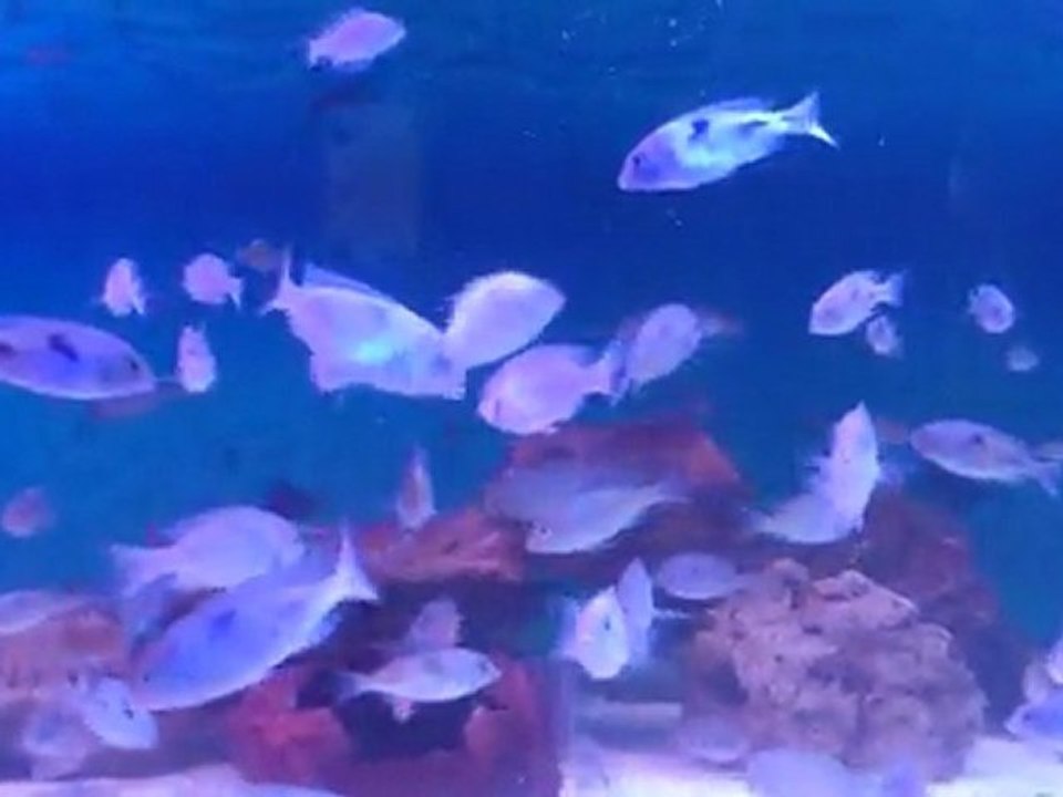 300*75*70 mini havuzumdaki yunus ailesi