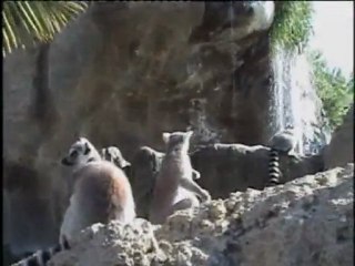 Descubre los lémures de cola anillada en Madagascar
