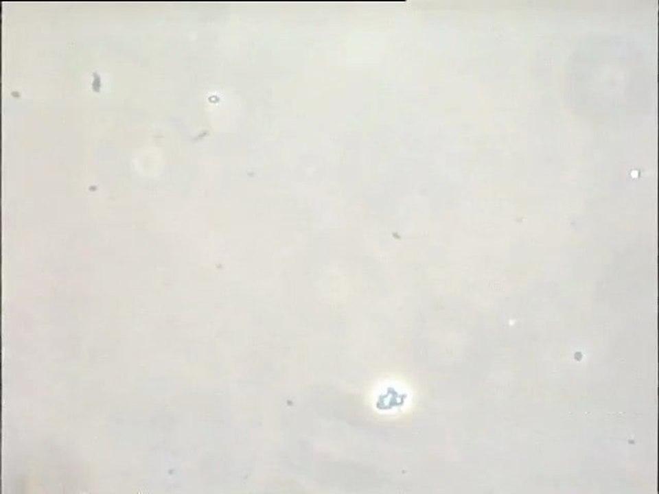 Expérience de formation d'une boue activée in vitro - première étape