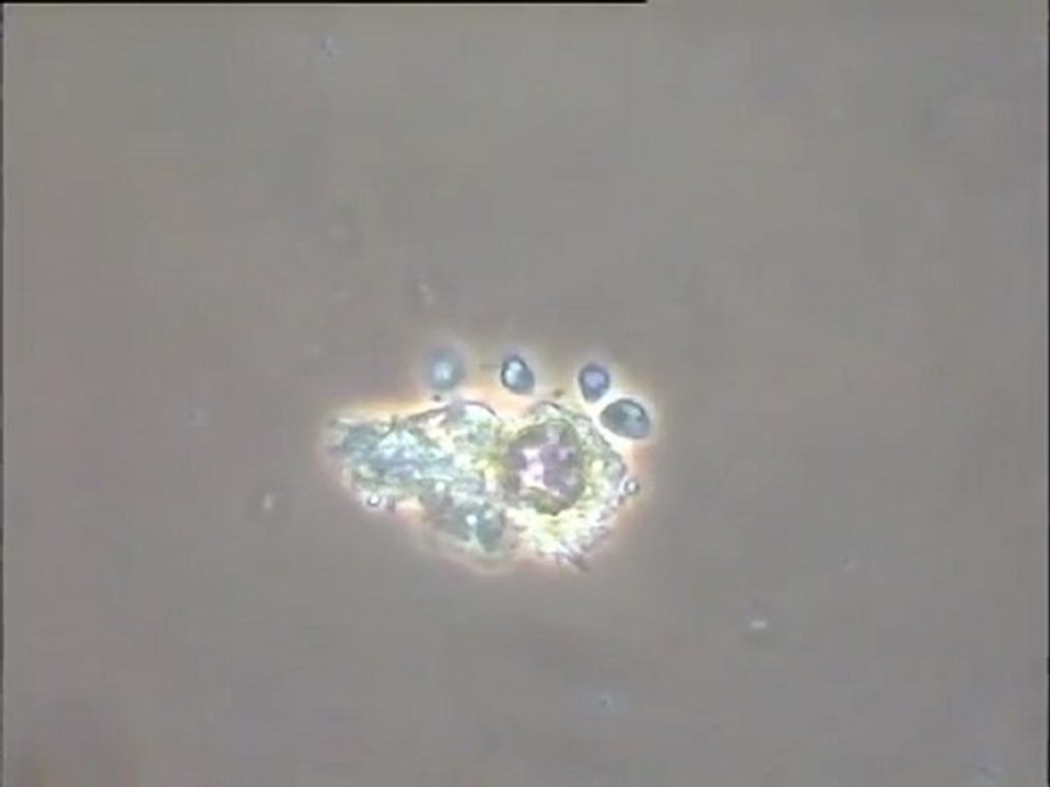 Expérience de formation d’une boue activée in vitro – deuxième étape (3e jour)