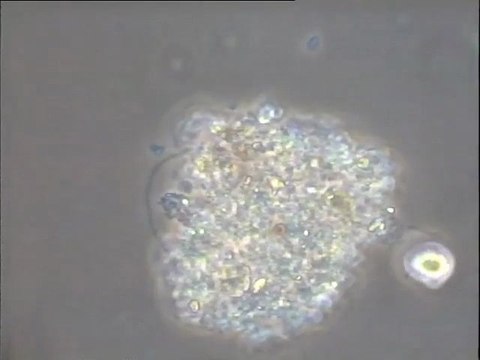 Expérience de formation d’une boue activée in vitro – troisième étape (4e jour) : boue mélangée