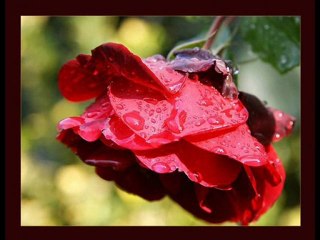 Zeki MÜREN - MADEM KÜSDÜN DARGINDIN