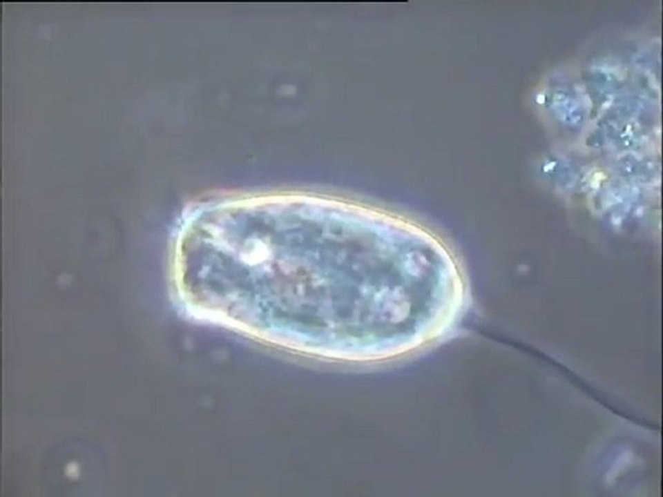 Expérience de formation d’une boue activée in vitro – troisième étape (4e jour) :  observation d’une boue concentrée par décantation