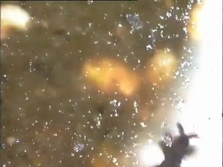 Examen d'un échantillon de lit d'infiltration de Colombes : observation de la faune invertébrée