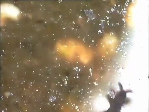 Examen d'un échantillon de lit d'infiltration de Colombes : observation de la faune invertébrée