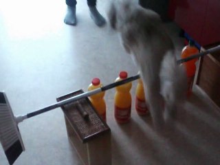 Mon chien Cookie qui saute 30cm!!