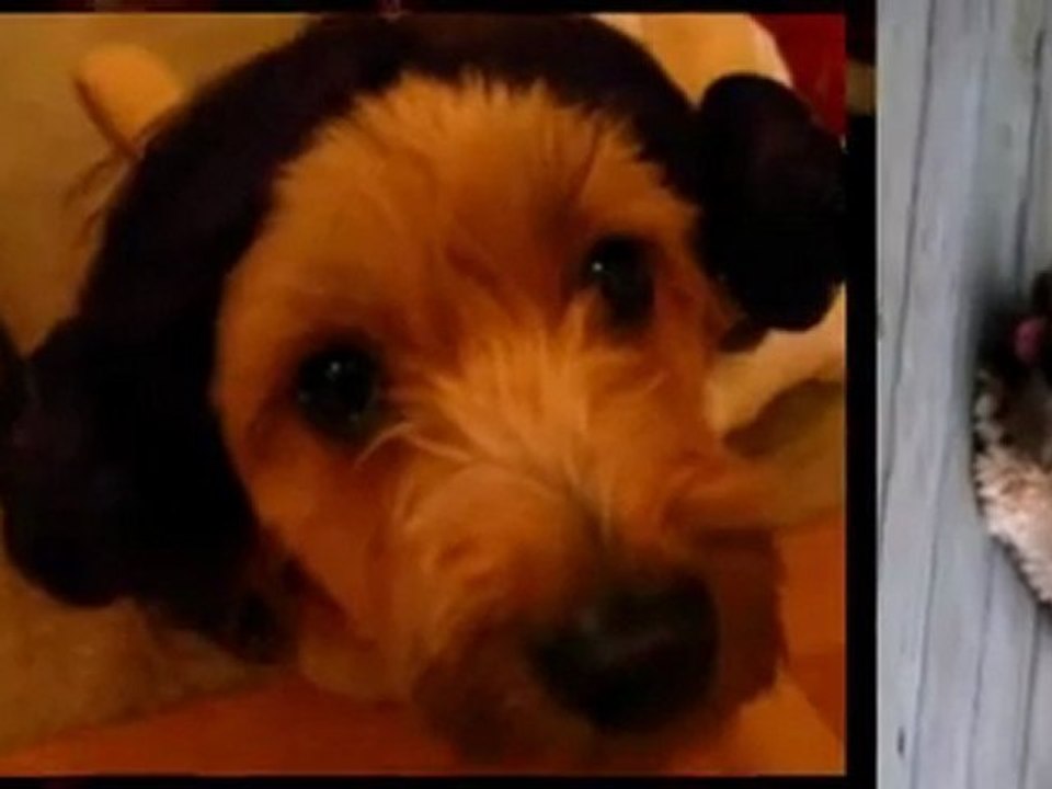 Wicket and Pixie