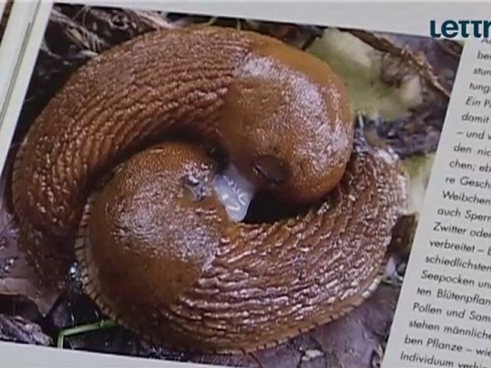 DAS EI: URSPRUNG ALLEN LEBENS von M. Offenberger