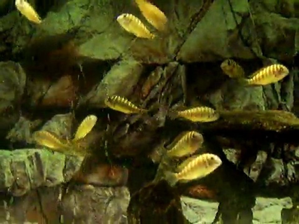 kantalamba