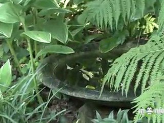 Top Fall Gardening Tips