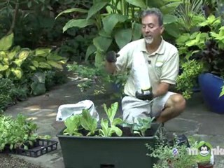 Planting Cool Weather Vegetables