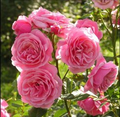 Adem Şahin - Ateşe Atma