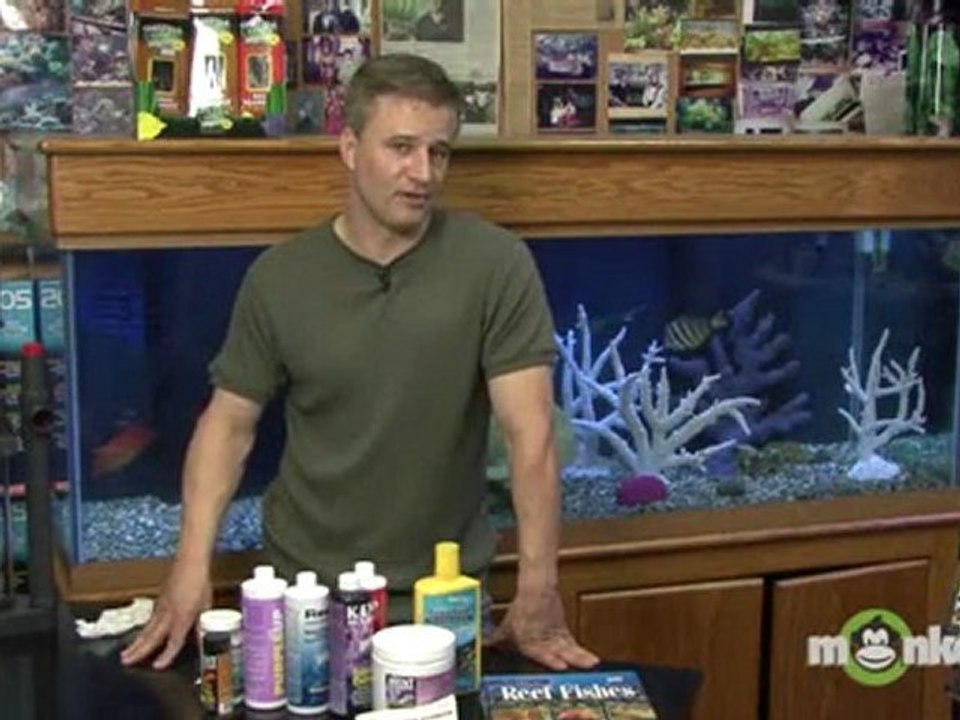 Saltwater Aquarium - Selecting Live Animals