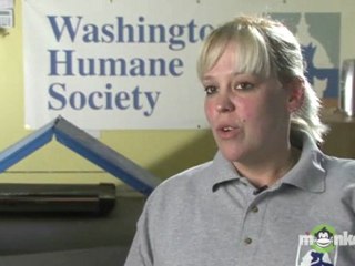 Should I adopt a cat or a kitten?