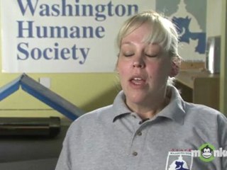 What if I don’t see the cat I am looking for at a shelter or rescue?