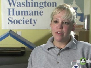 When should I bring my family with me to adopt a cat?