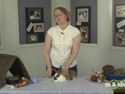 Rabbit Care - Spaying or Neutering your Rabbit