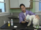 Dog Grooming - Cleaning Ears