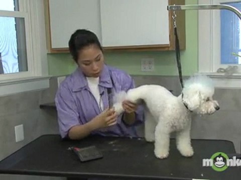 Dog Grooming - Brushing Hair