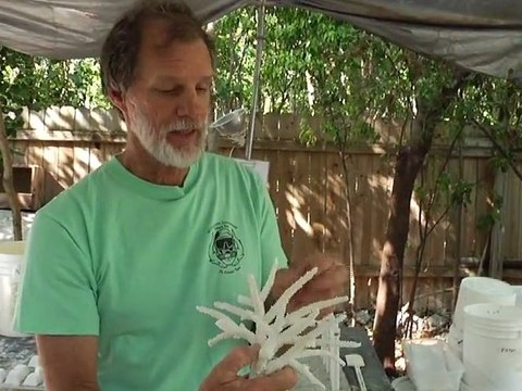 Sea the Change: Filmmaker Works to Save Hard Corals