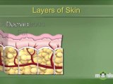 Understanding the Layers of the Skin