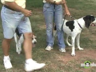 Dog Training - How to Introduce Dogs to Each Other