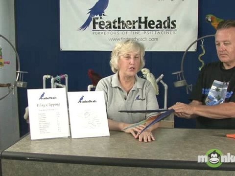 Bird Care - What Feathers to Clip When Clipping Your Bird's Wings