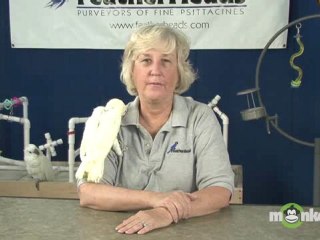 Bird Care - How to Stop Feather Plucking