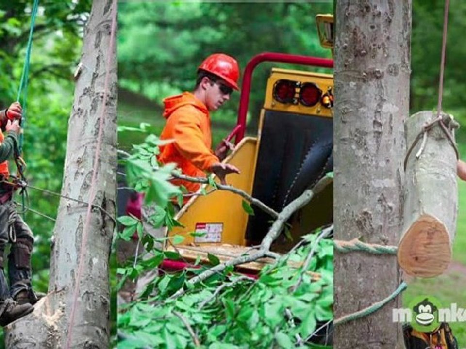 Tree Care Professionalism