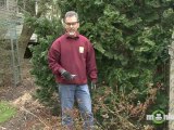 Spring Tree And Shrub Gardening Secrets