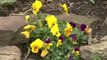 Spring Gardening With Perennials, Annuals And Bulbs
