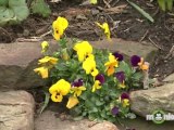 Spring Gardening With Perennials, Annuals And Bulbs