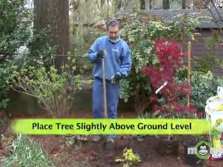 Top Tree Planting Tips