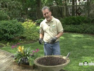 Spring Annuals Brighten Any Garden