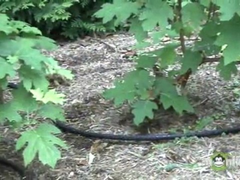 Top Lawn And Garden Watering Tips