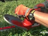 Summer Gardening - Trimming and Pruning Hedges