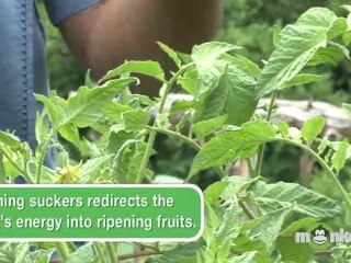 Video herunterladen: Growing Tomatoes