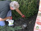 Hedge Trimming - Care and Maintenance of Your Hedges and Shrubs