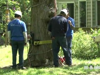 Tree Care - Recovering from Storms
