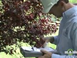 Tree Care - Determining Whether Your Tree Has a Problem