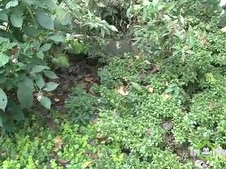 Winterizing Garden - Fallen Leaves