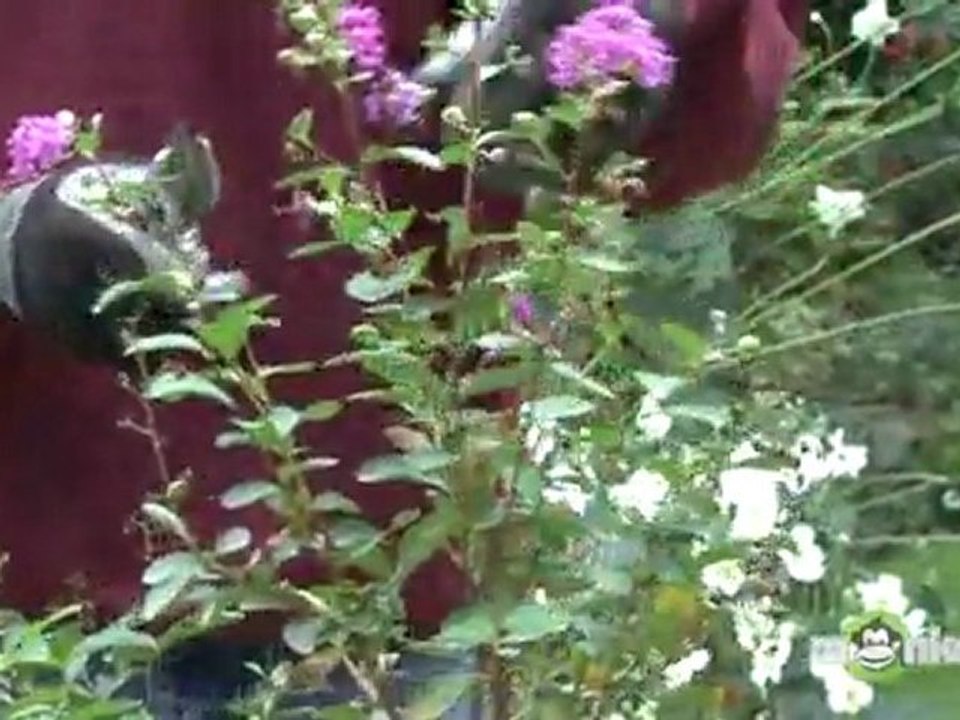 Winterizing Garden - Pruning