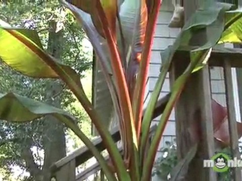 Winterizing Garden - Bringing Houseplants In