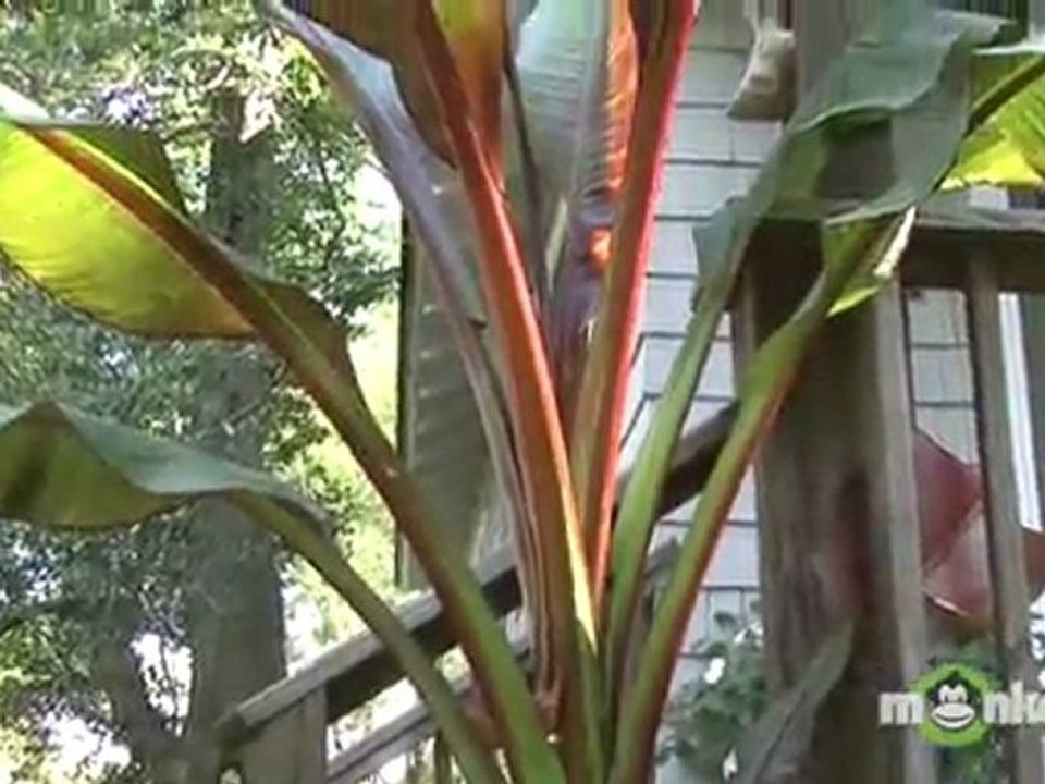 Winterizing Garden - Bringing Houseplants In