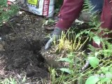 Winterizing Garden - Transplanting