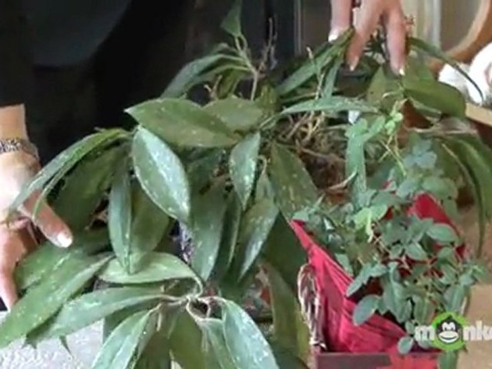 Feng Shui Tips for Attracting Love