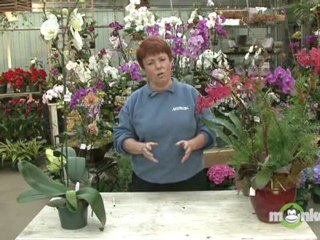 How to Repot an Orchid
