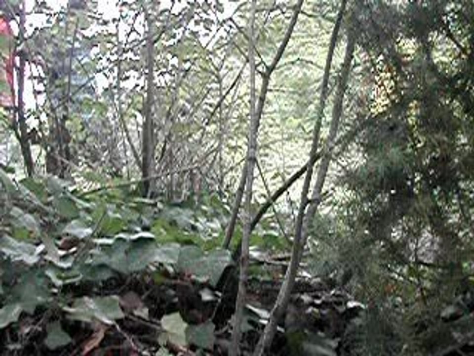 DSCN3675